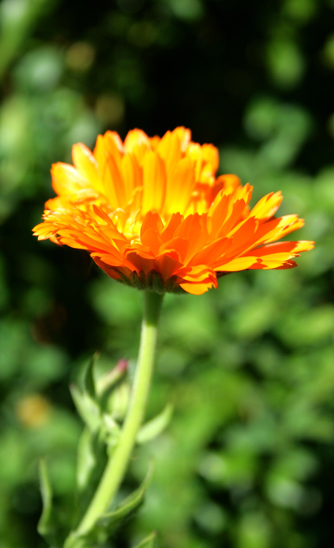 Close-up of golden calendula petals in natural light