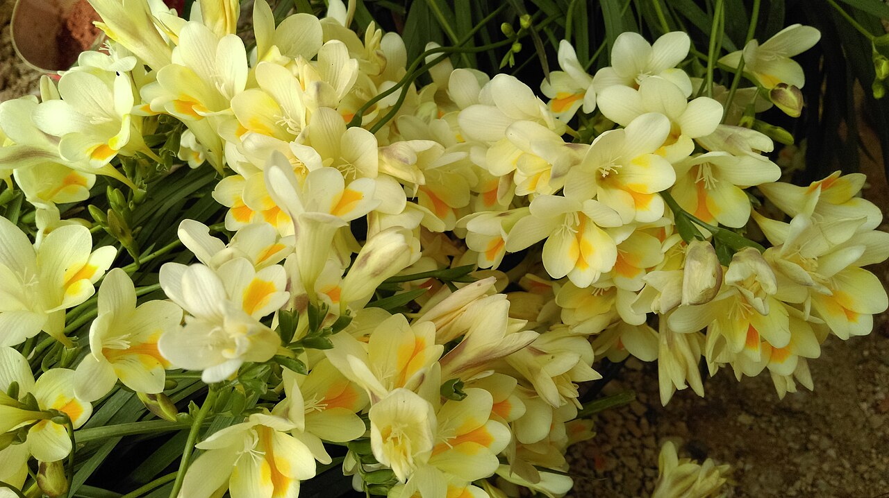 Pink and white freesia flowers for a bright summer handmade soap routine