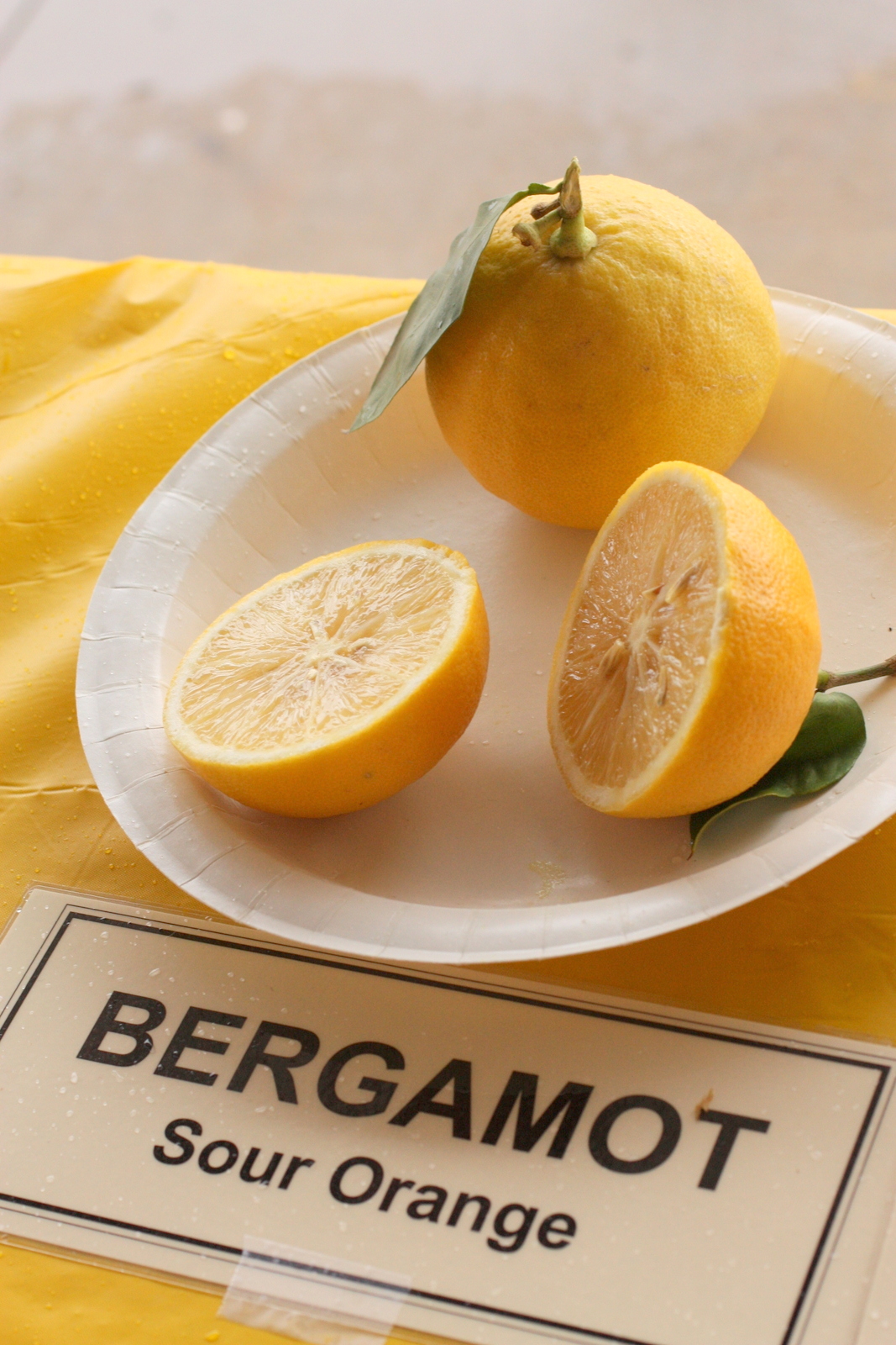 Fresh bergamot citrus fruit on a branch