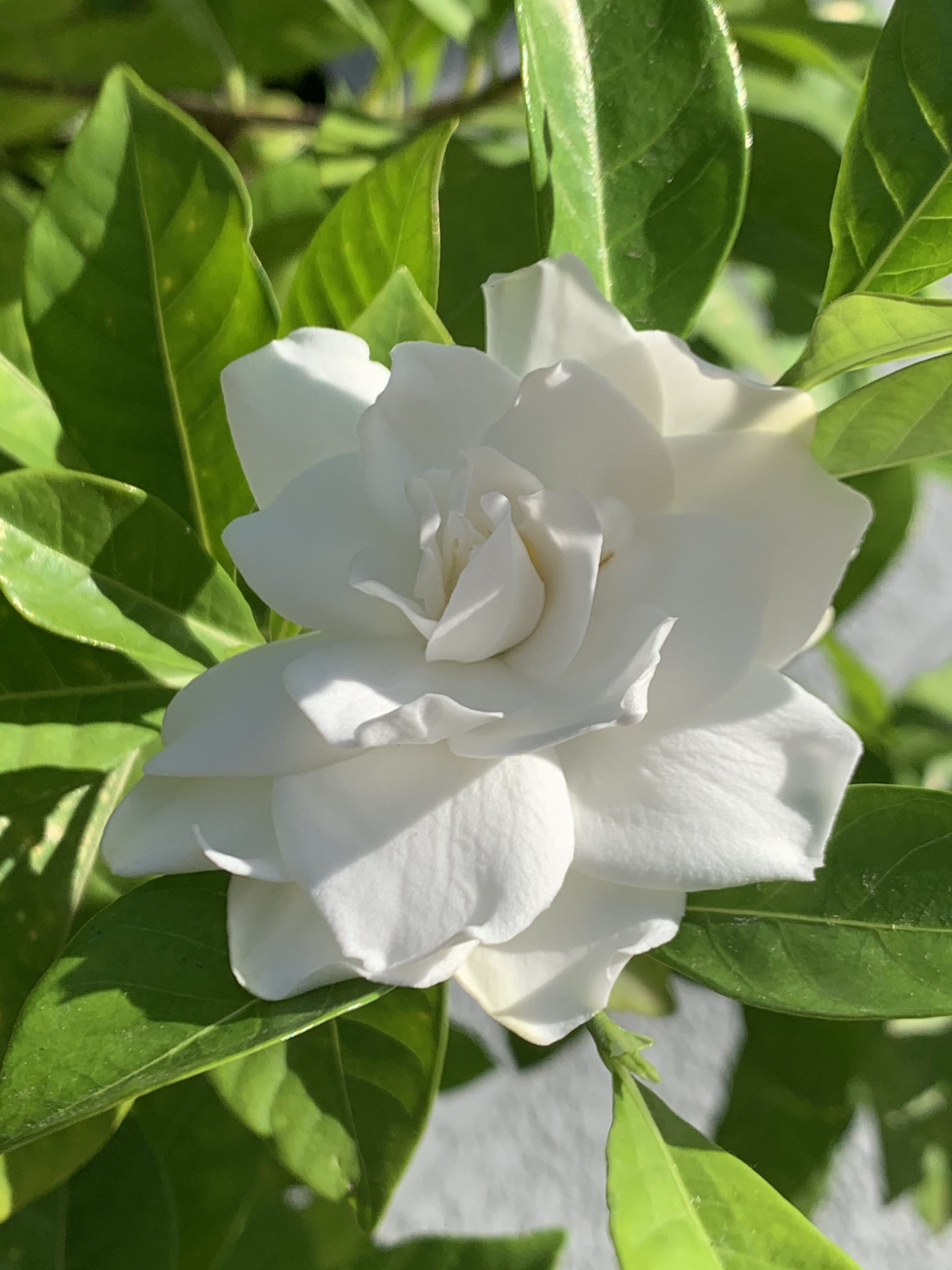 White gardenia flower in bloom for a clean handmade soap routine