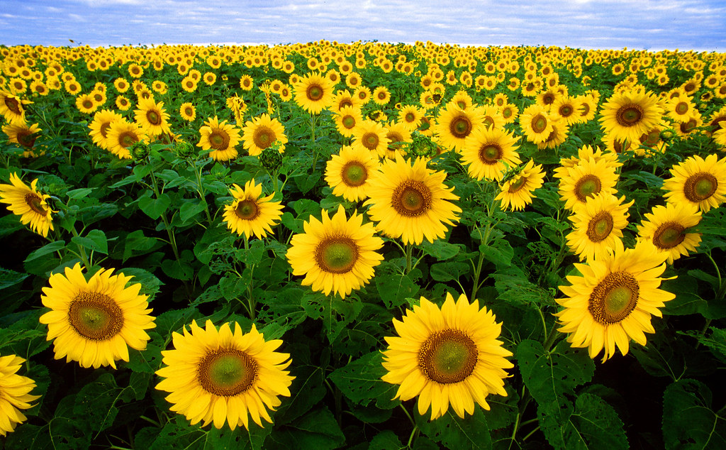 Field of bright yellow sunflowers under a blue sky