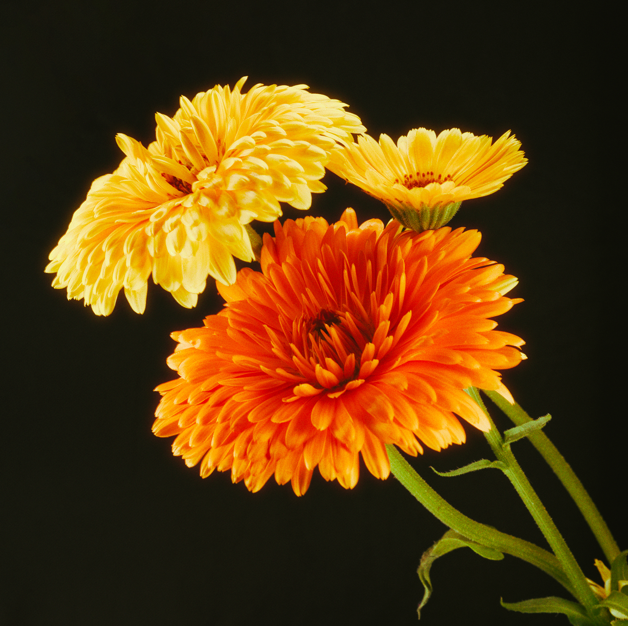Orange and yellow calendula flowers against a dark natural background