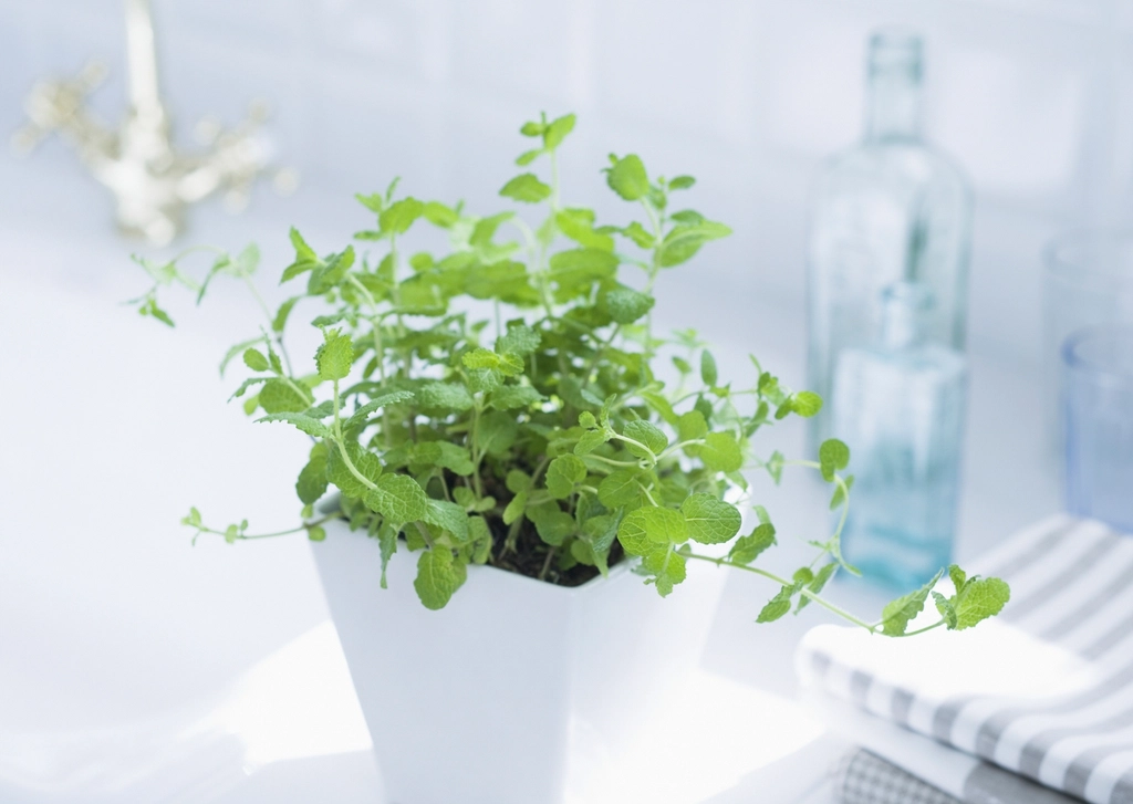 Potted green plant and folded towel in a bright bathroom setting