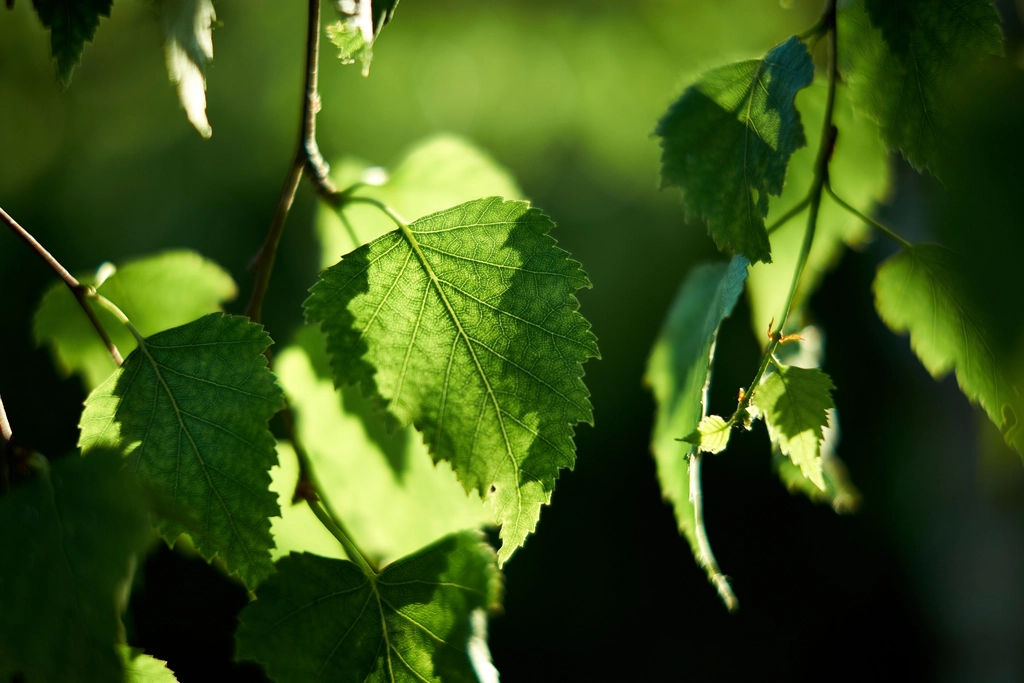 Peppermint leaves glowing in soft summer light for a natural lip balm routine