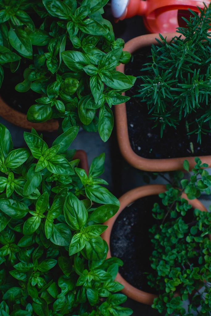 Fresh potted herbs on a table for a simple clean beauty scent guide