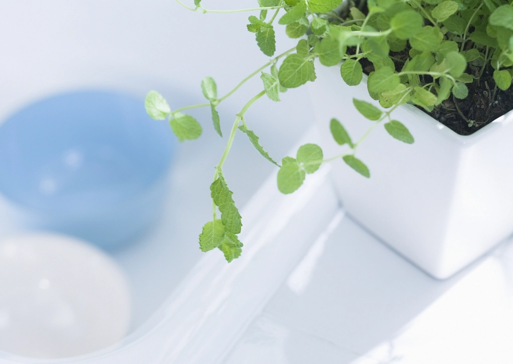 Fresh green plant beside a bright bathroom sink for a simple summer clean beauty routine