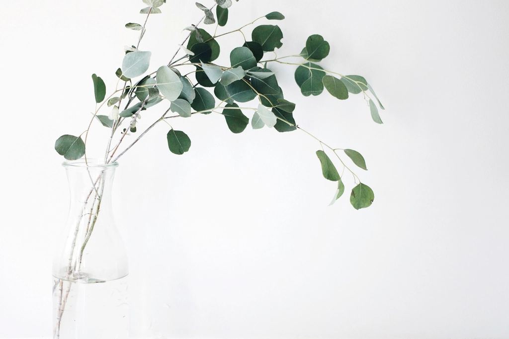 Fresh eucalyptus stems in a clear glass vase on a bright white background