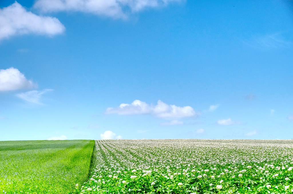 Green field and white flowering plants beneath a bright late-summer sky