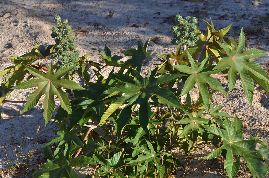 Castor plant leaves and seed heads growing in natural sunlight