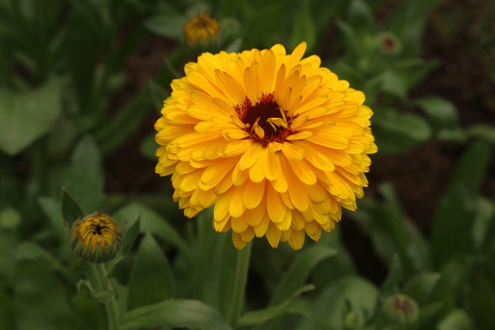 Bright yellow calendula flower for a plant-forward waterless beauty guide