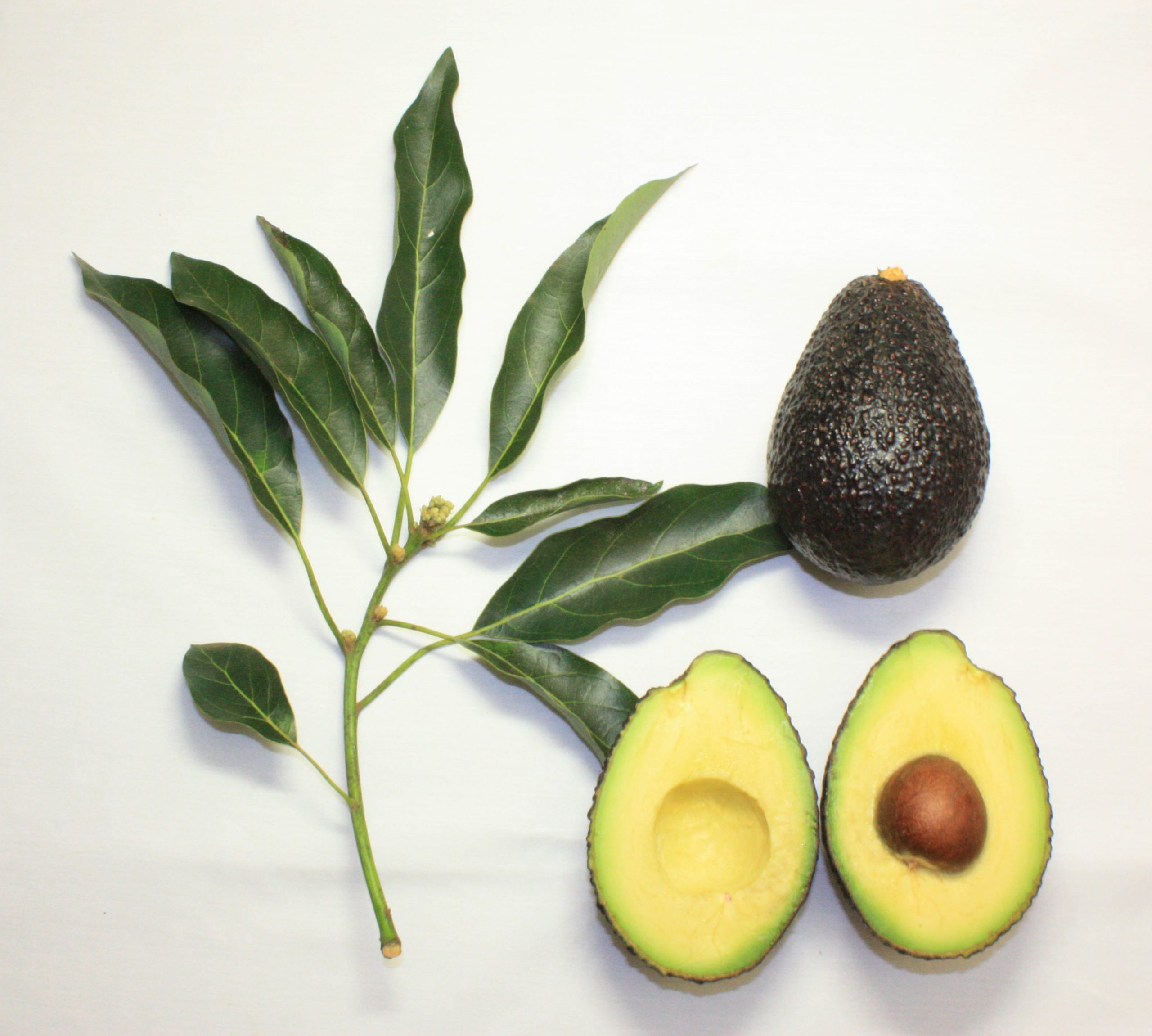Avocado fruit and green leaves on a light background for a clean beauty ingredient guide