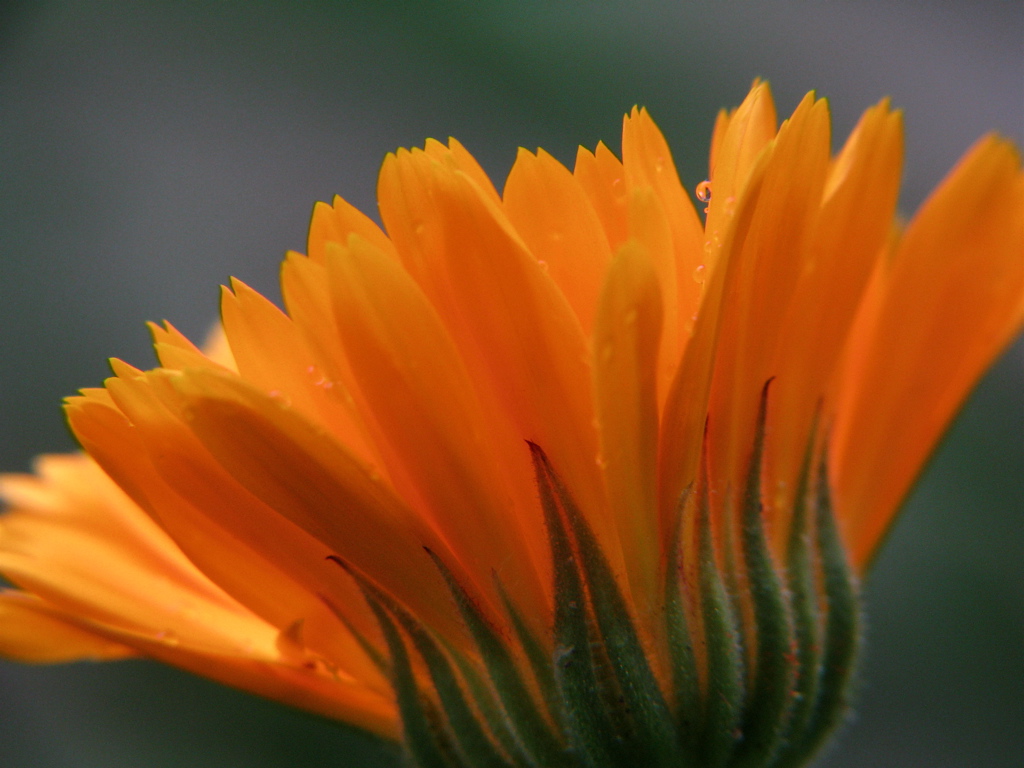 Close-up orange calendula flower representing botanical ingredients in handmade soap