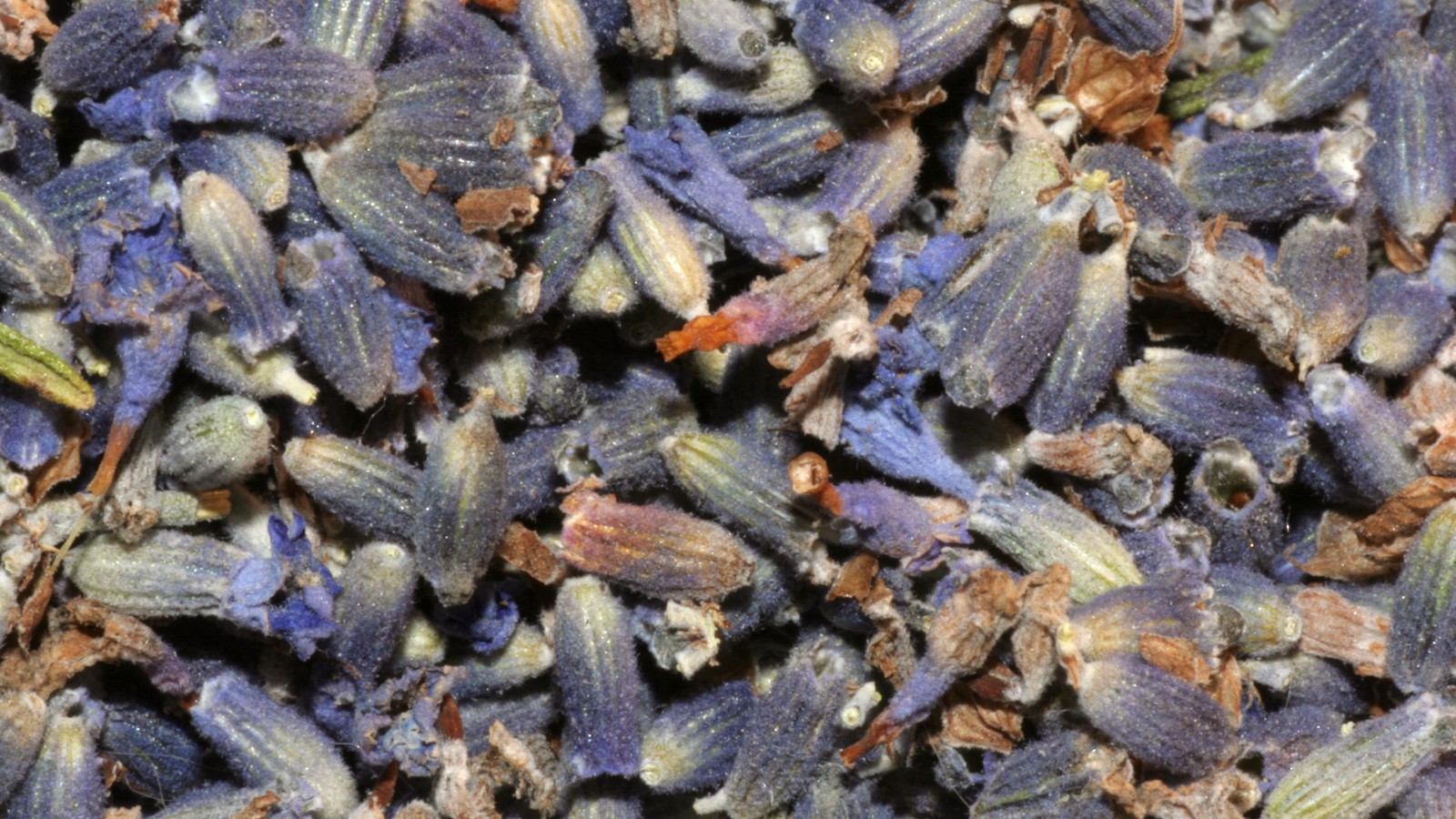 Close-up photograph of dried lavender botanicals