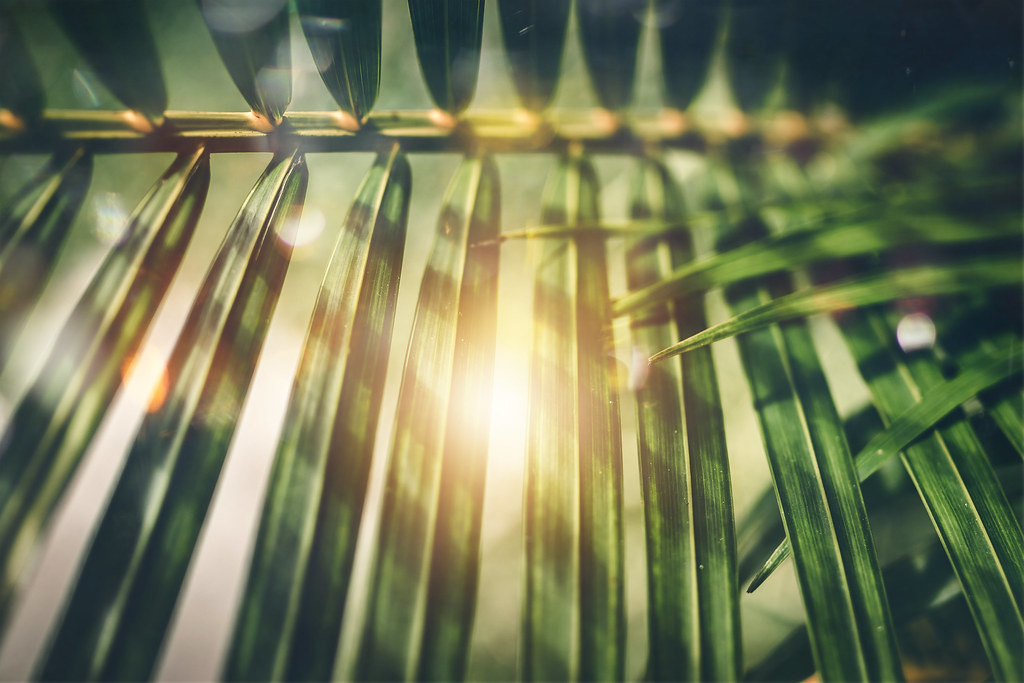Warm summer sunlight shining through green palm leaves
