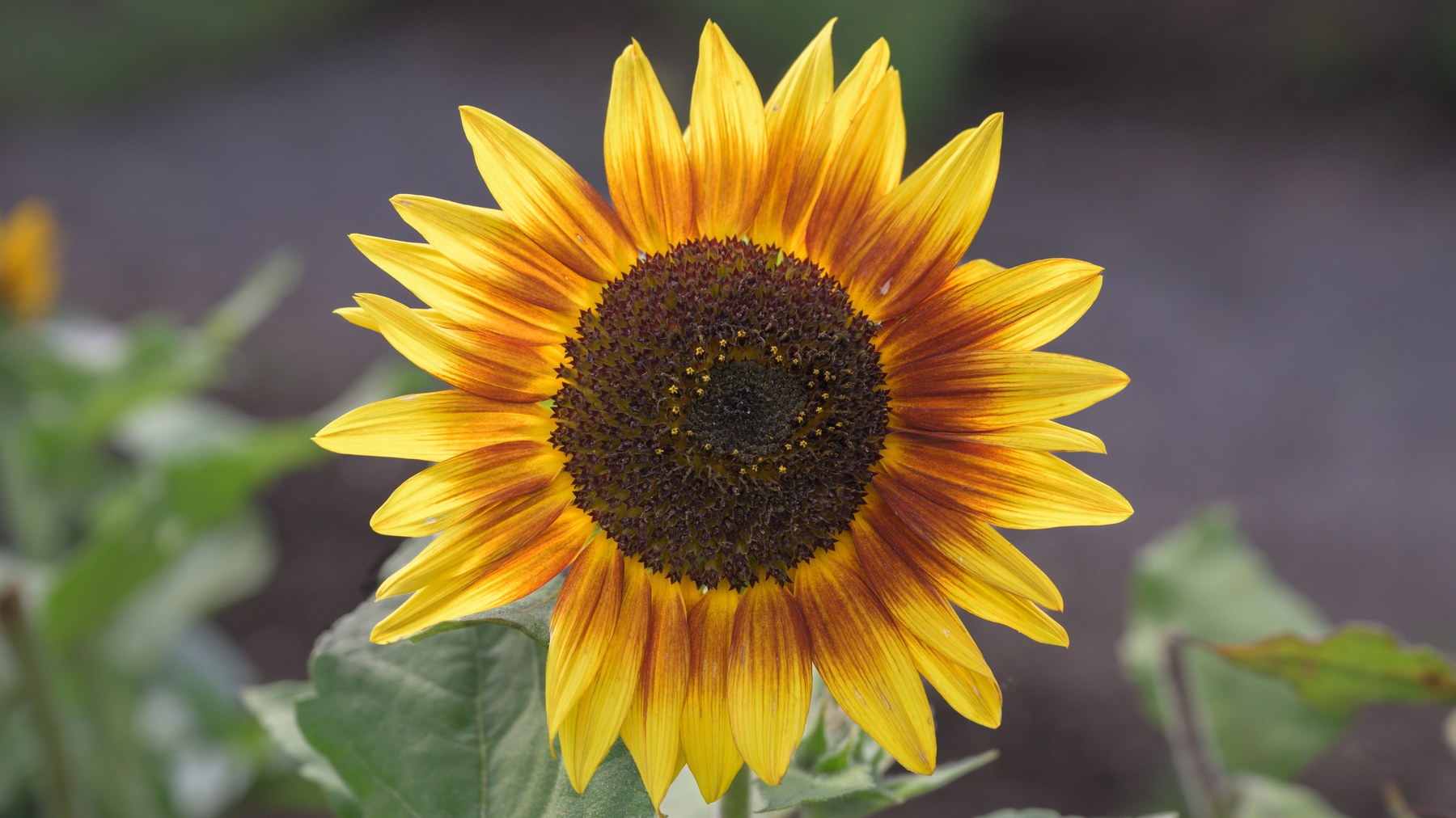 Close-up photograph of golden sunflower petals against soft green foliage
