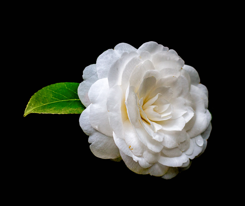 White Camellia japonica flower with a green leaf against a dark background