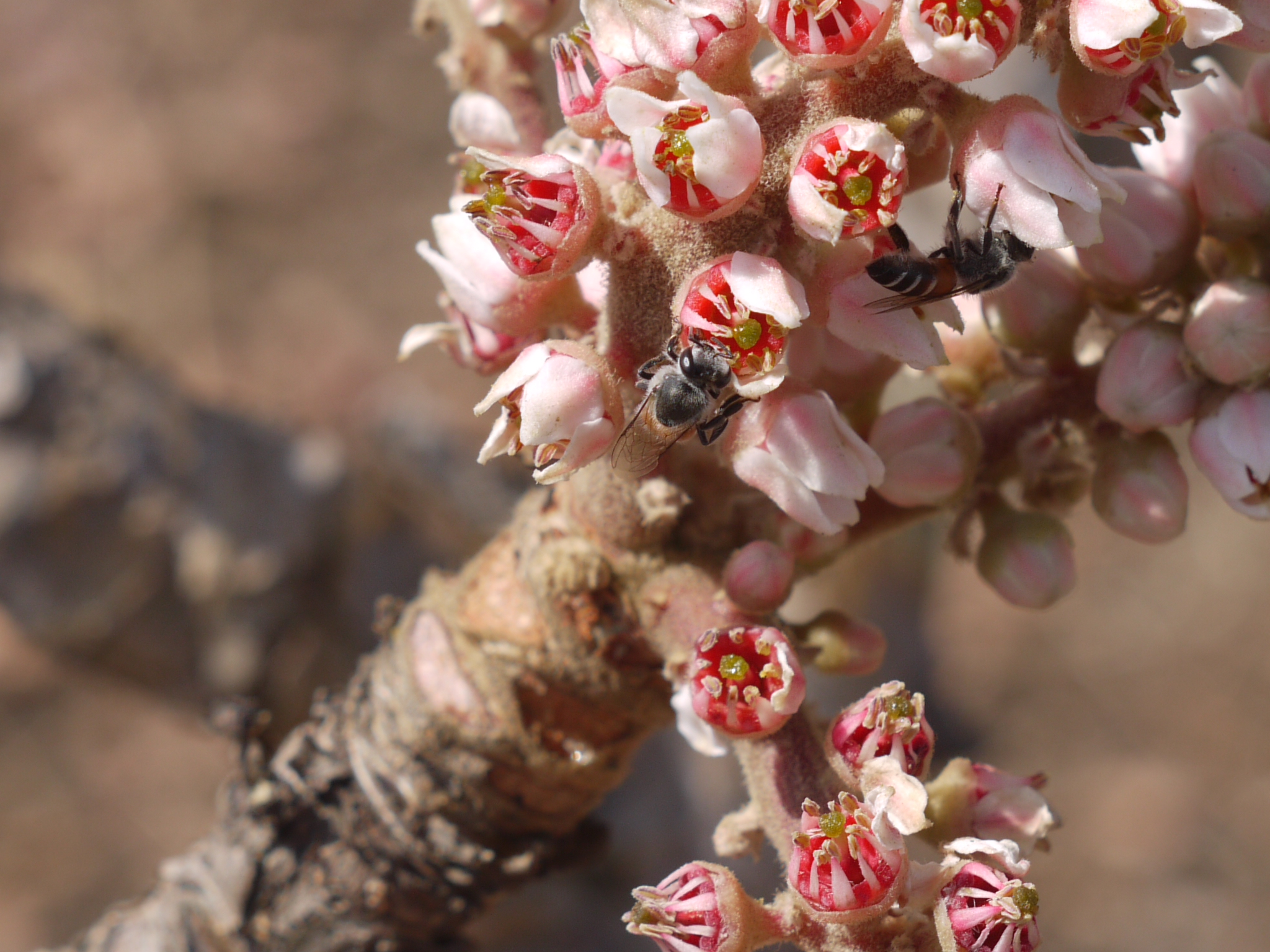 Pink and white Boswellia serrata flowers on the tree that produces frankincense resin