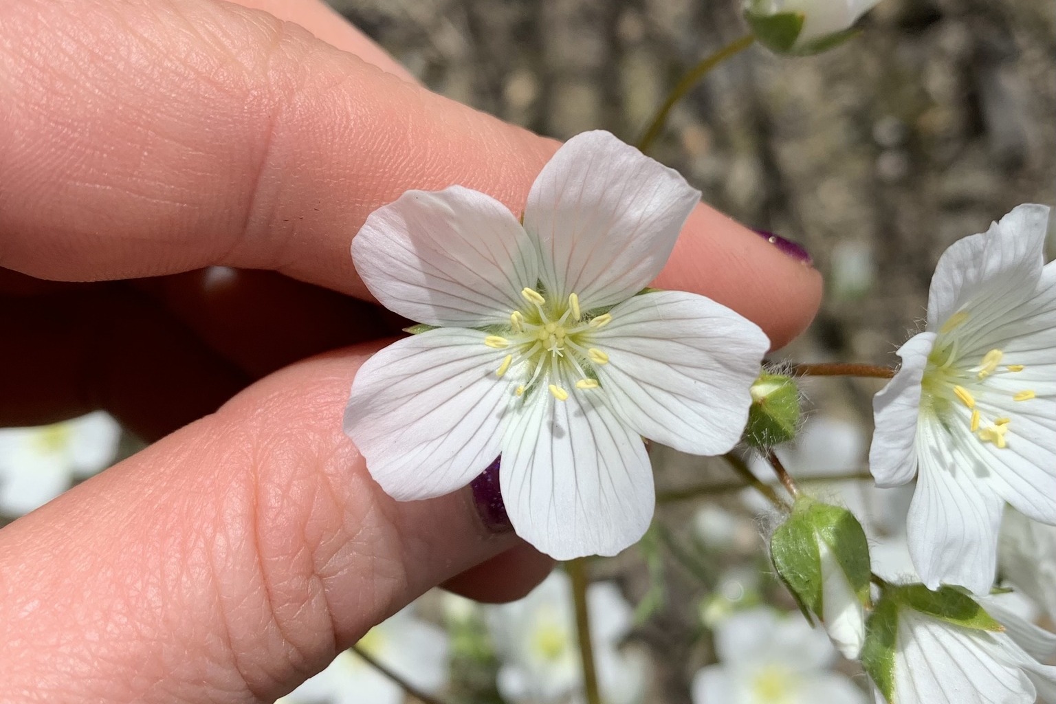 White meadowfoam flower held gently between fingertips outdoors