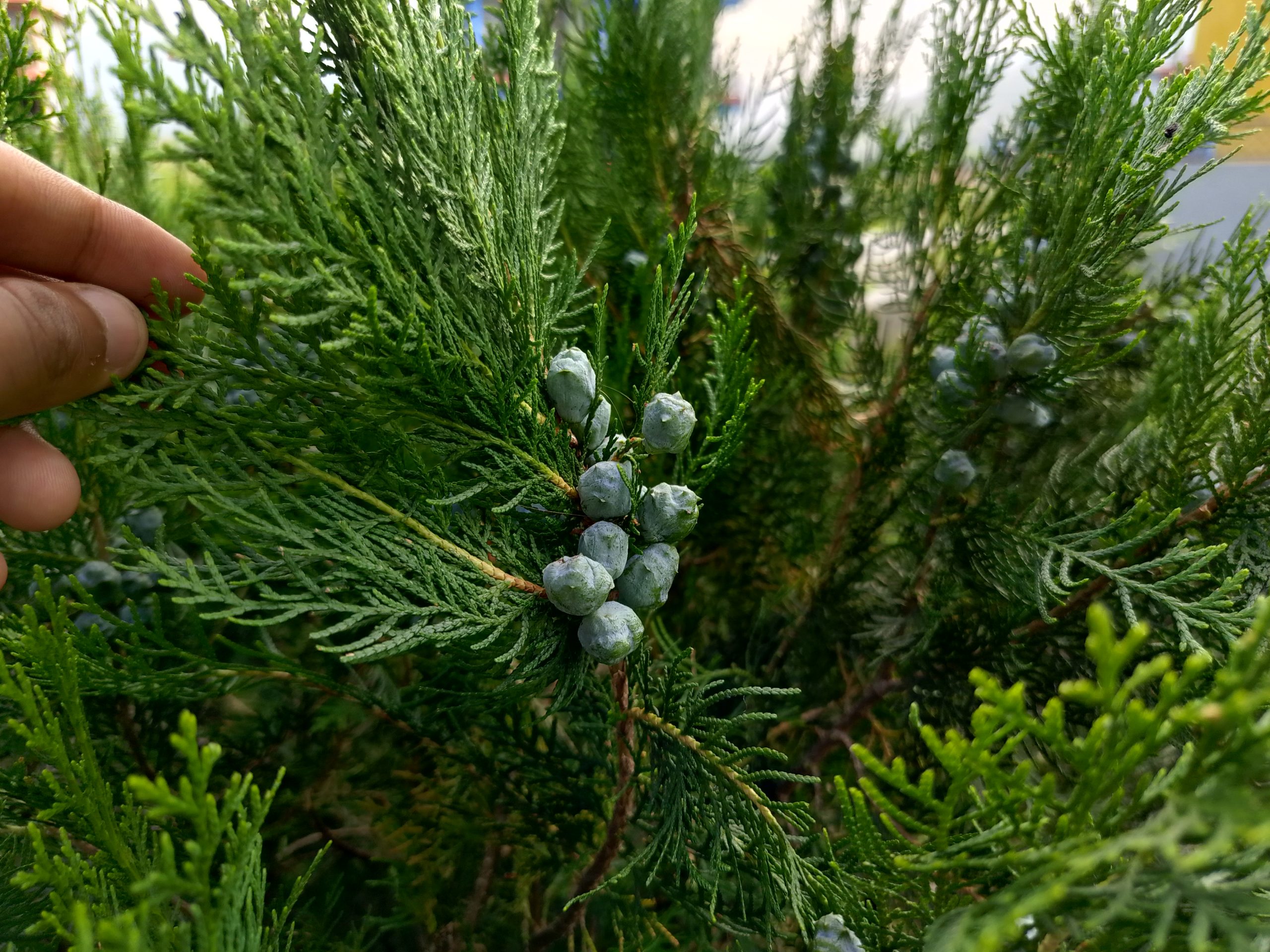 Blue-gray juniper cones among green evergreen foliage, gently held by a hand