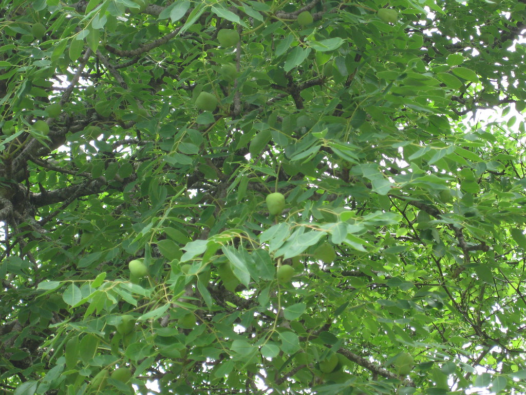 Green unripe marula fruits growing among leaves on a marula tree