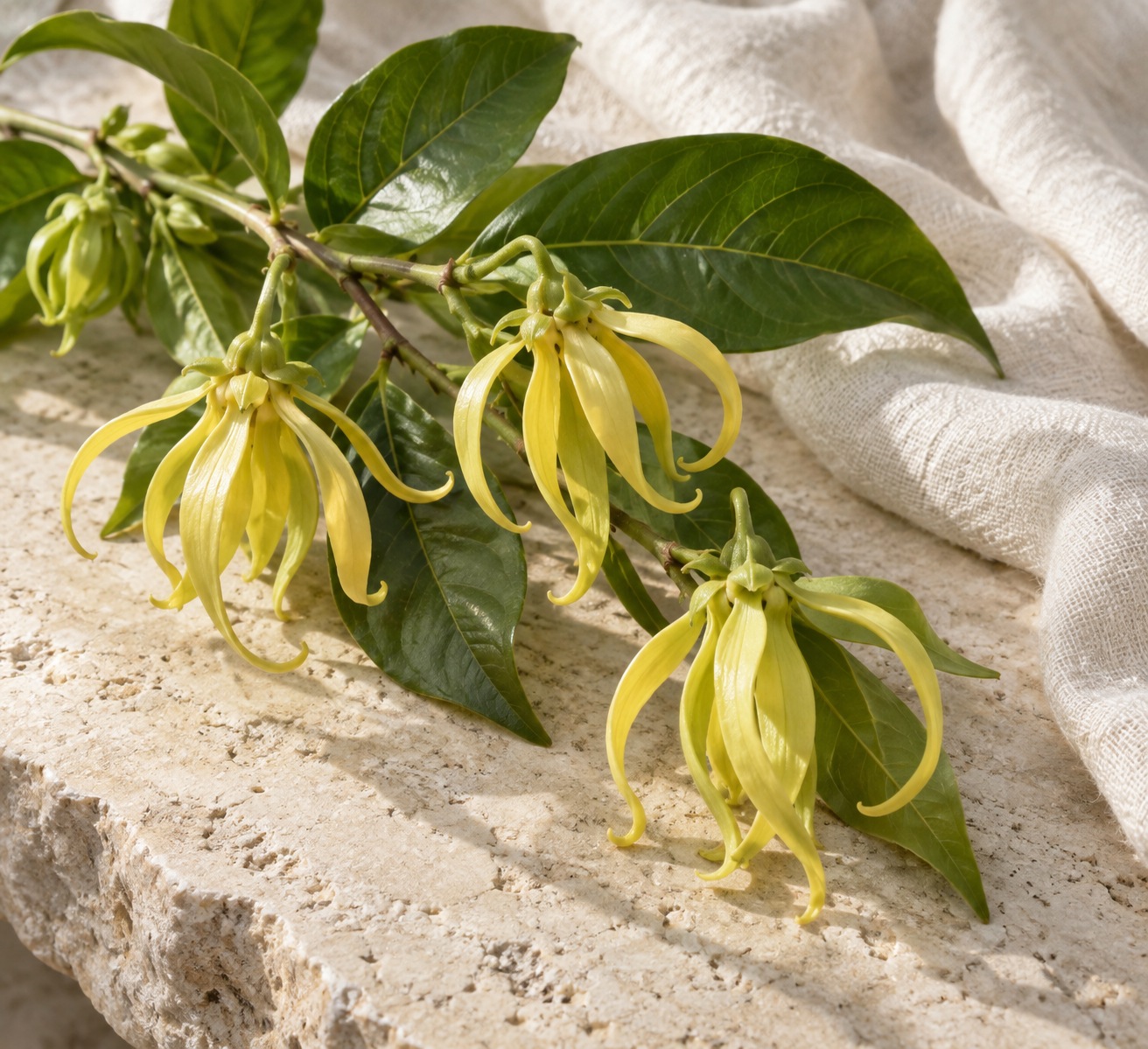 Pale yellow ylang-ylang flowers and green leaves on warm limestone beside ivory linen